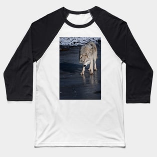 Arctic Wolf On Ice Baseball T-Shirt